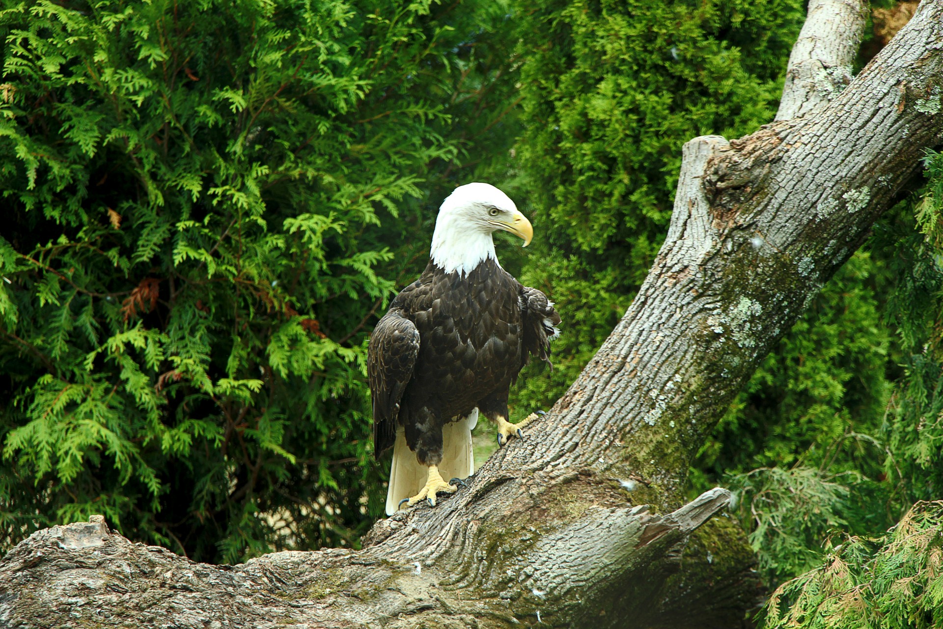 bird eagle bald eagle free photo