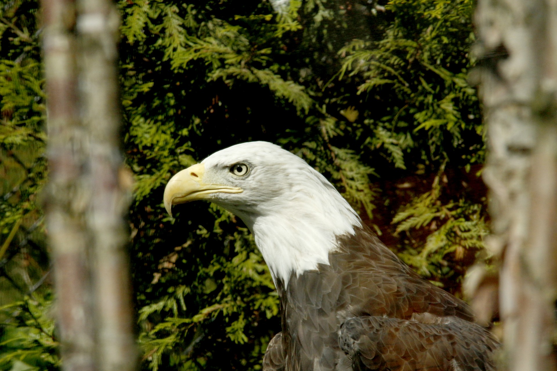 american bald eagle eagle white head free photo