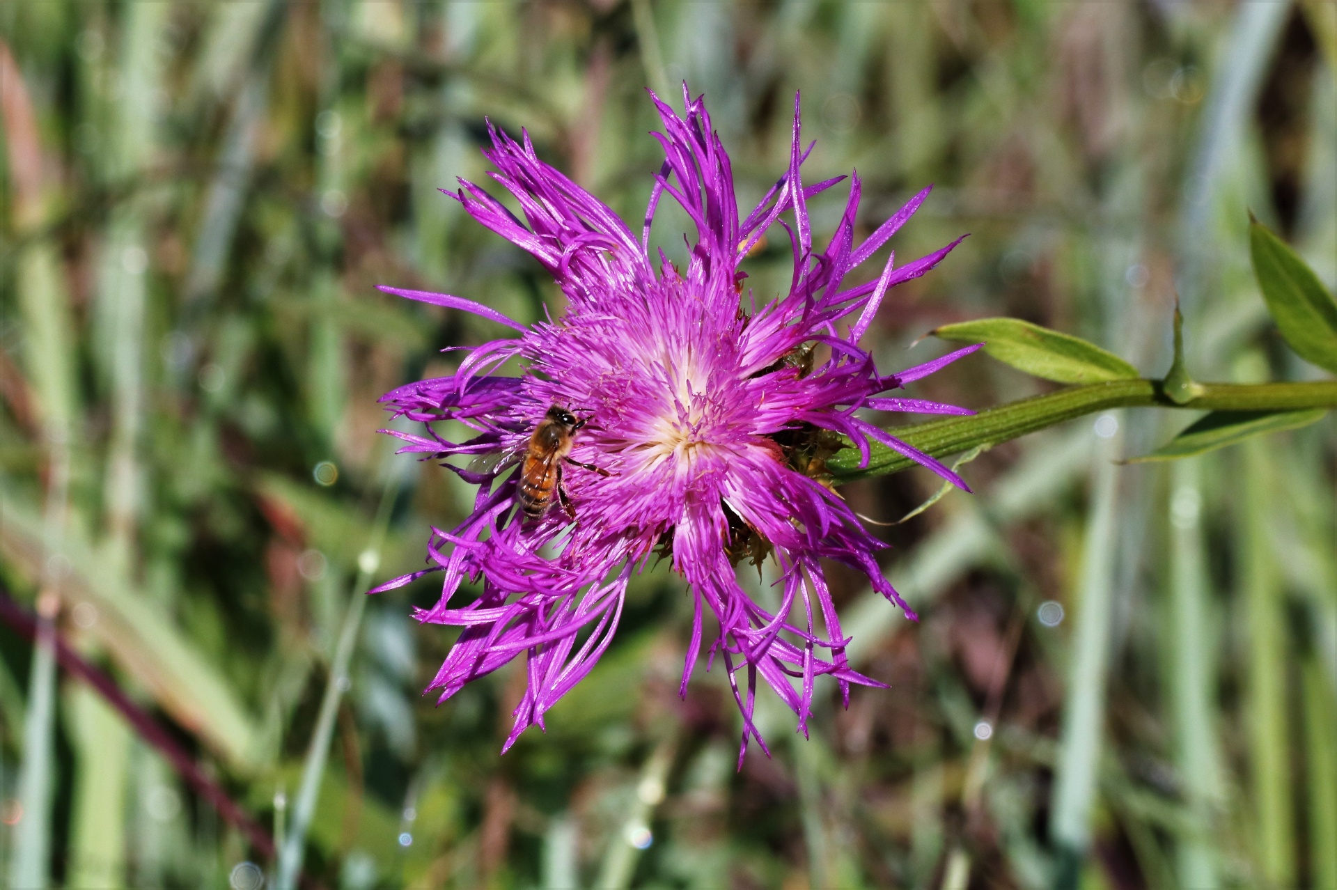 nature plants flowers free photo