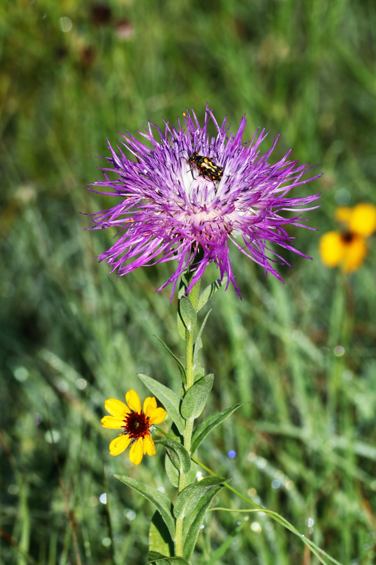 nature plants flowers free photo