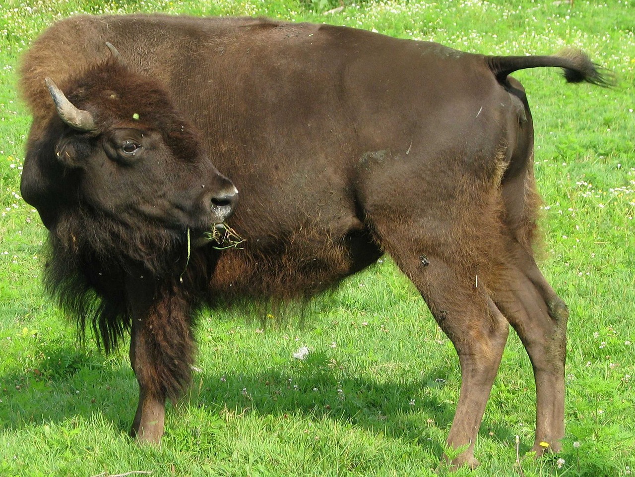 american bison bison bison ontario free photo