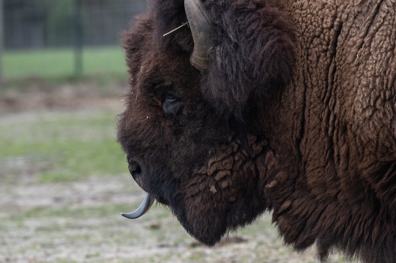 american bison  bison  animal free photo