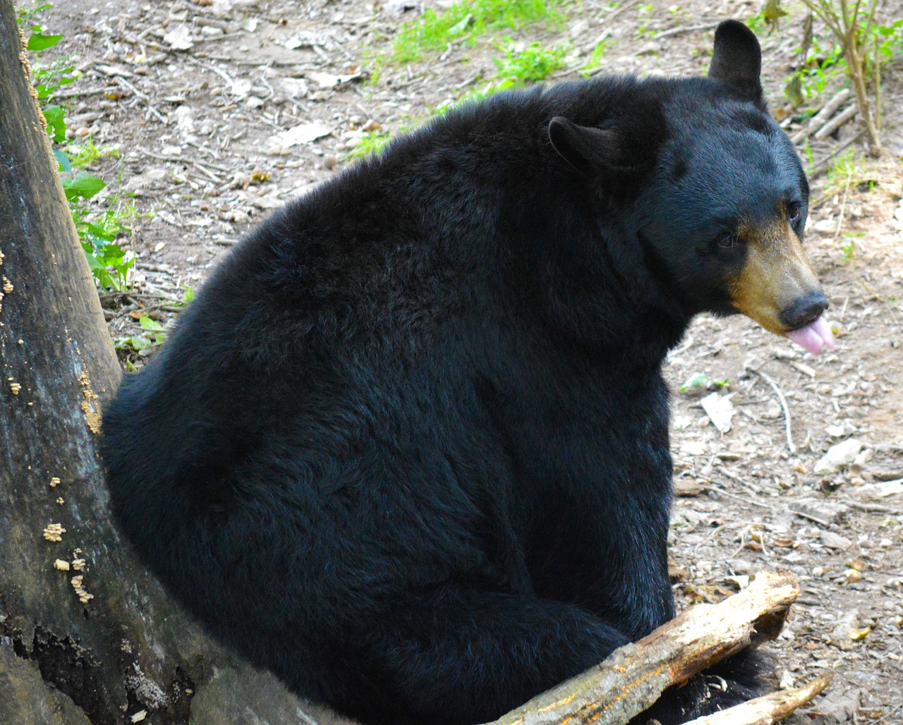 american black bear bear sitting free photo