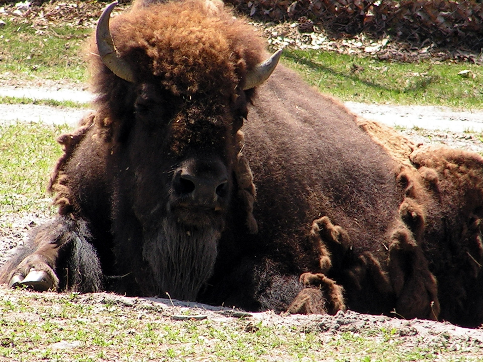 buffalo american zoo free photo