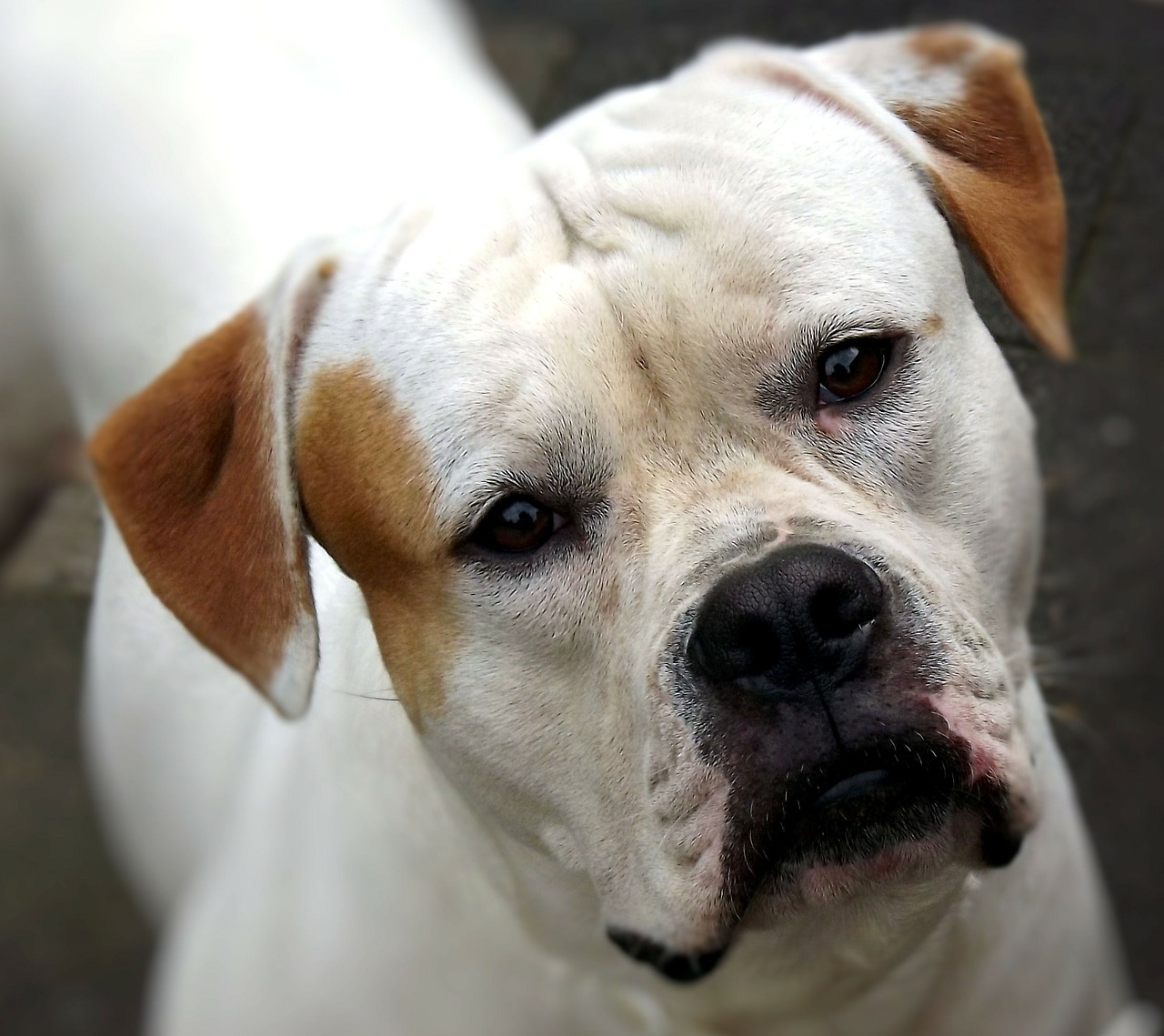 american bulldog dog a friend free photo