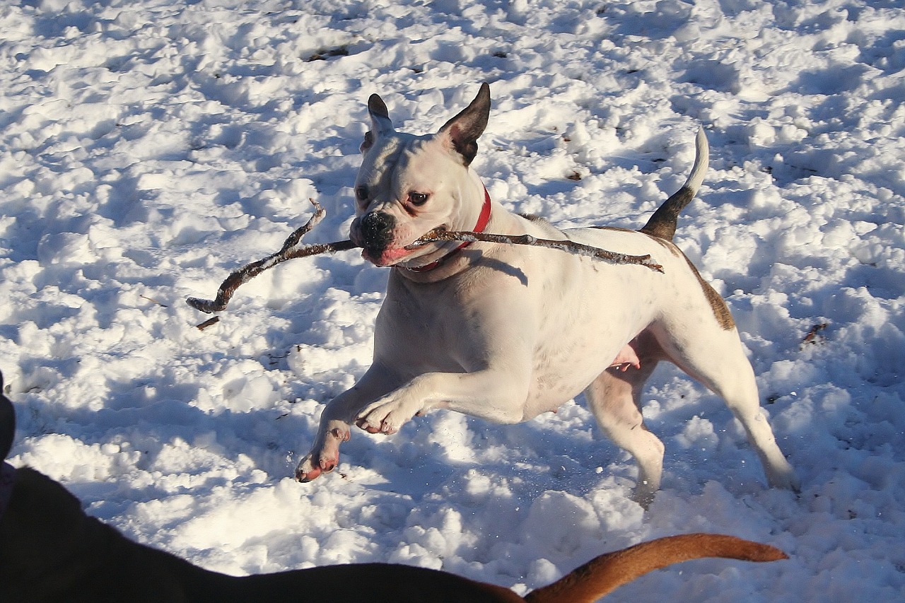 american bulldog playing snow free photo