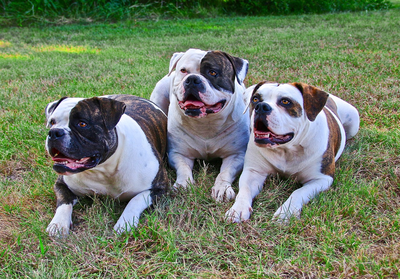 american bulldogs 3 dogs dogs laying down free photo