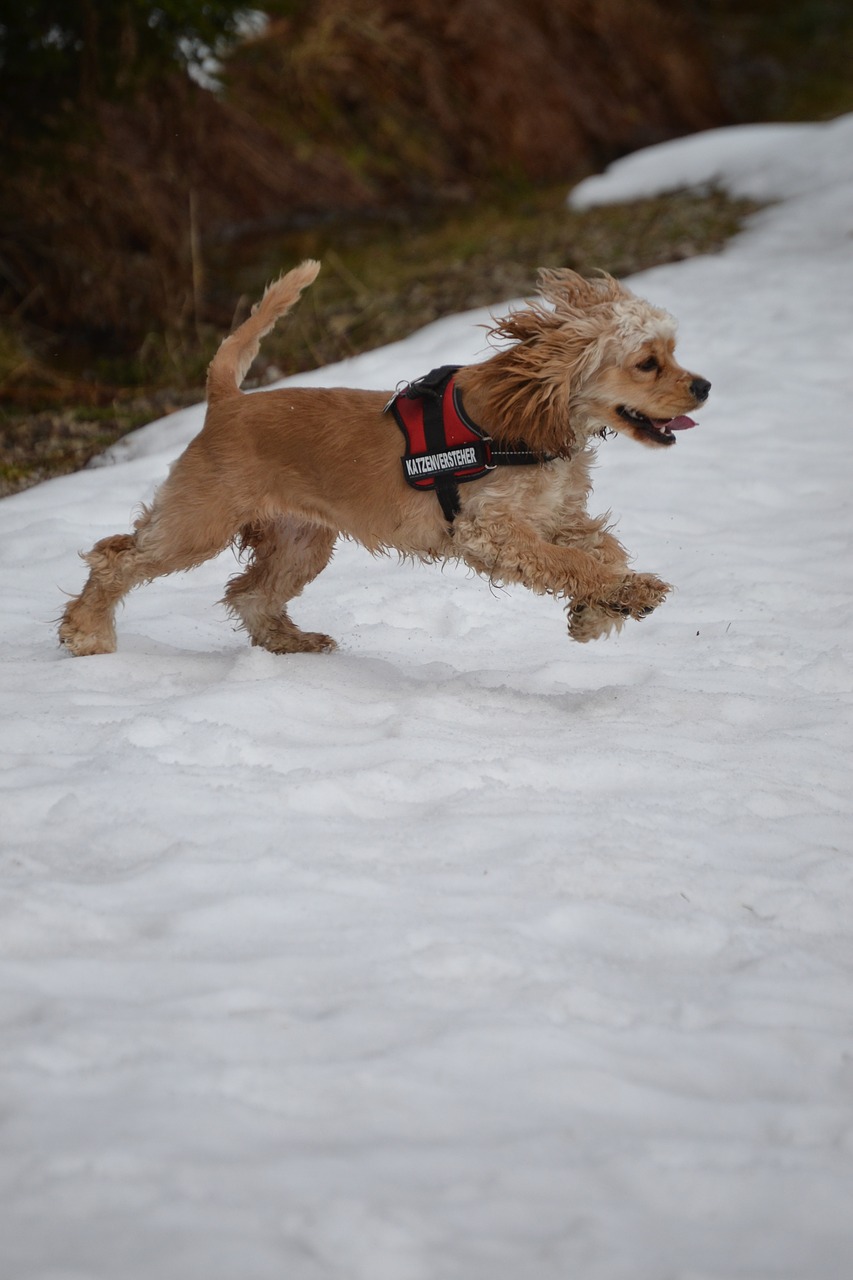 american cocker cocker spaniel sweet free photo