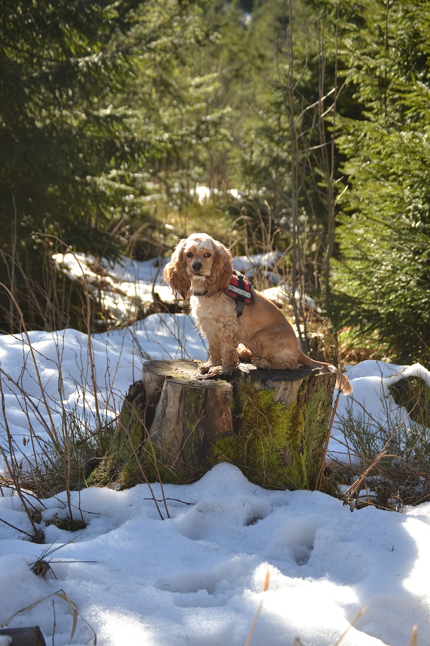 american cocker cocker spaniel sweet free photo