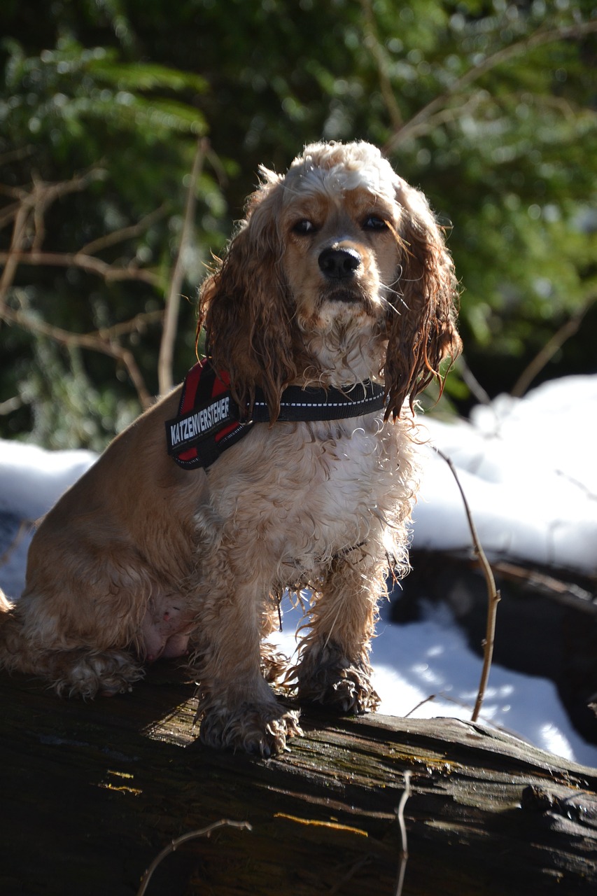 american cocker cocker spaniel sweet free photo