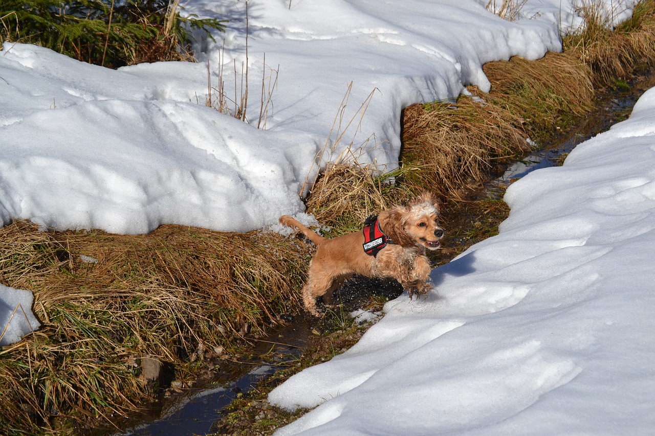 american cocker cocker spaniel sweet free photo