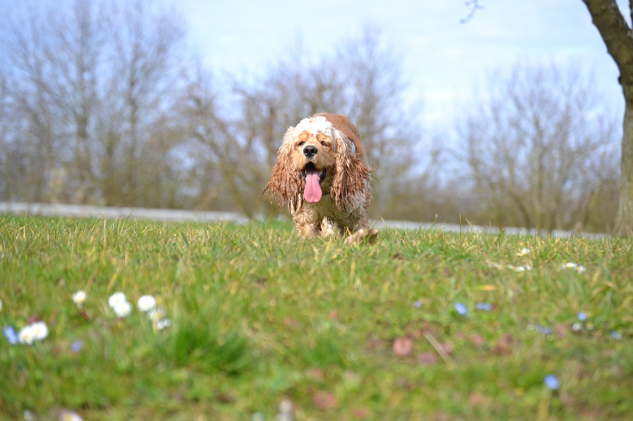 american cocker cocker spaniel sweet free photo