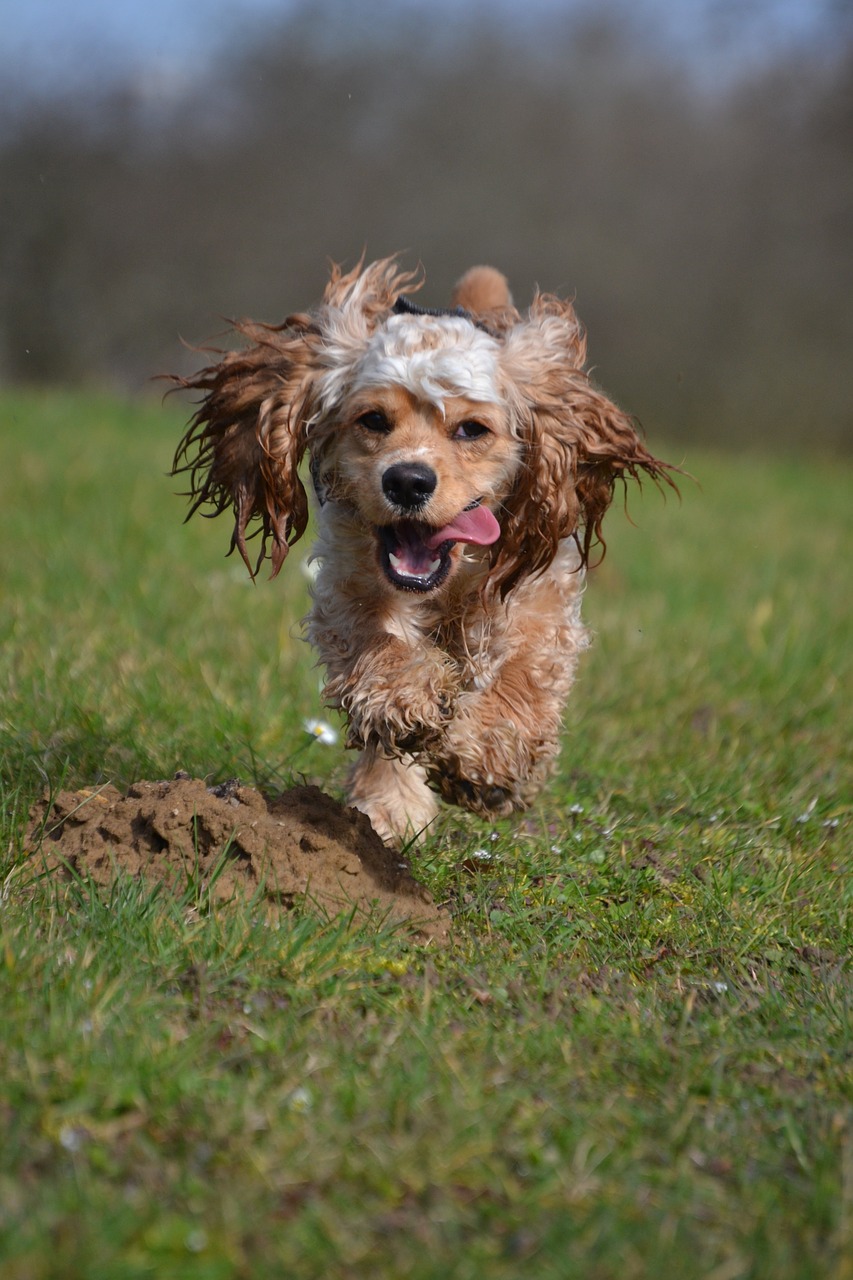 american cocker cocker spaniel sweet free photo