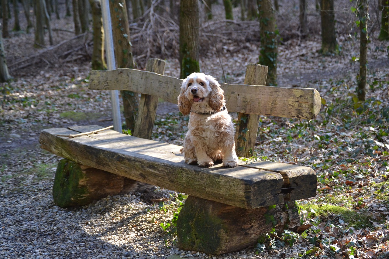 american cocker spaniel dog dog on bench free photo