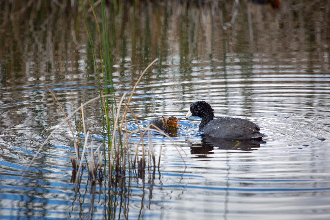 american coot chick pond free photo