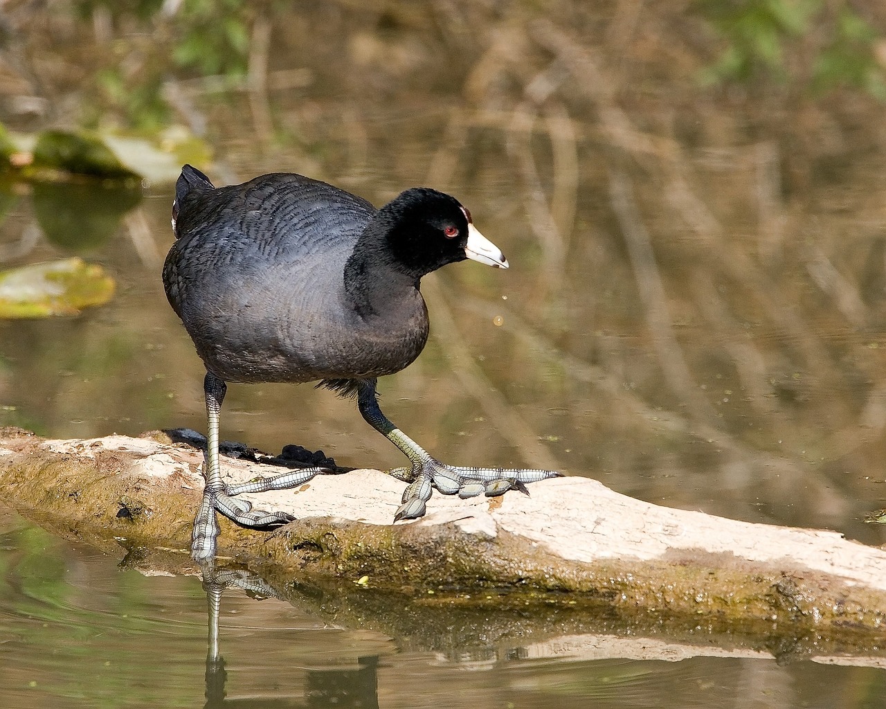 american coot bird wildlife free photo