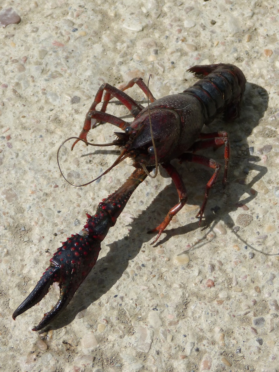 american crab crayfish clip free photo