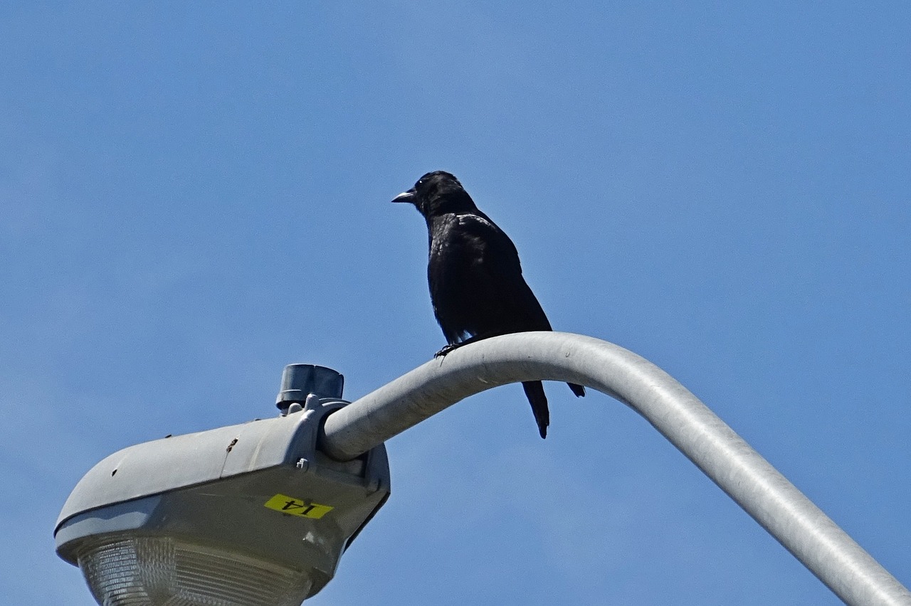 american crow corvus brachyrhynchos passerine free photo