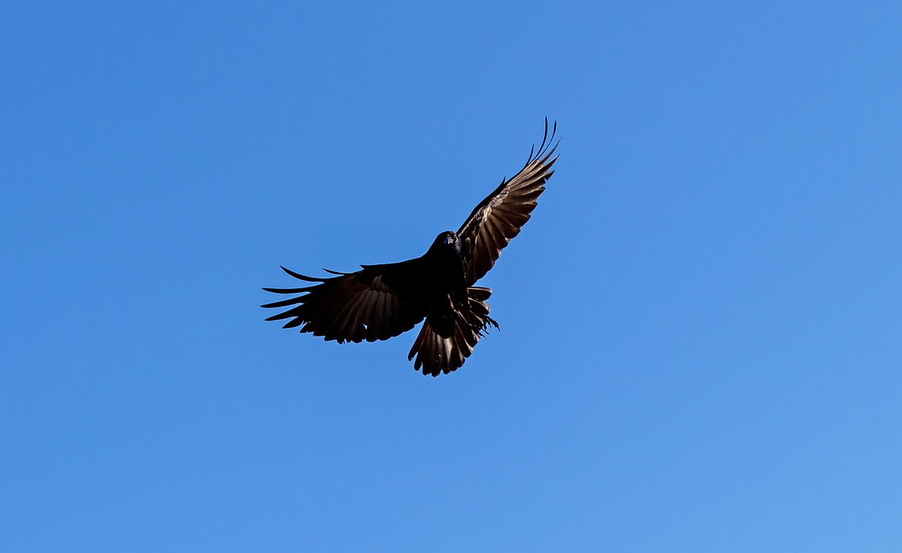 american crow flying ave free photo