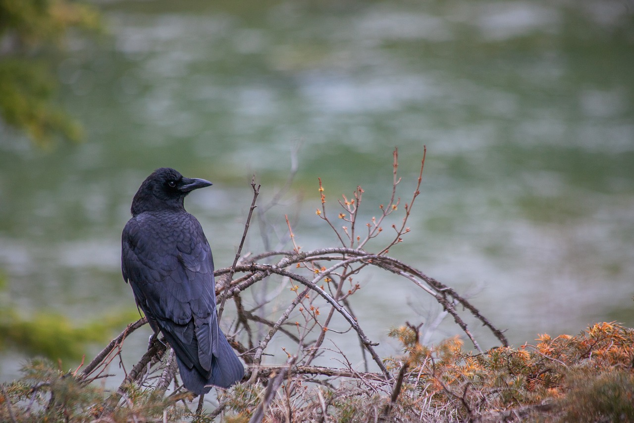 american crow  crow  bird free photo