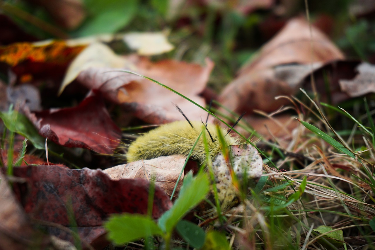 american dagger moth fall outdoor free photo