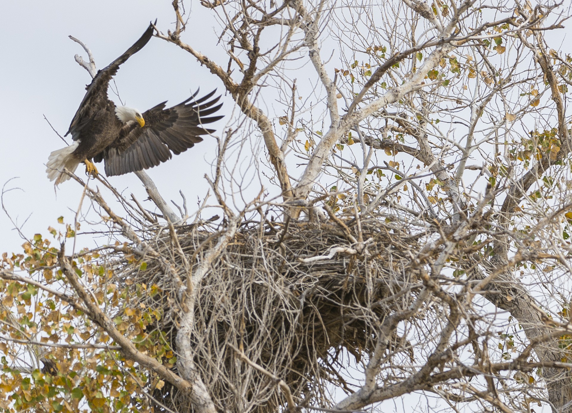 american eagle sky free photo