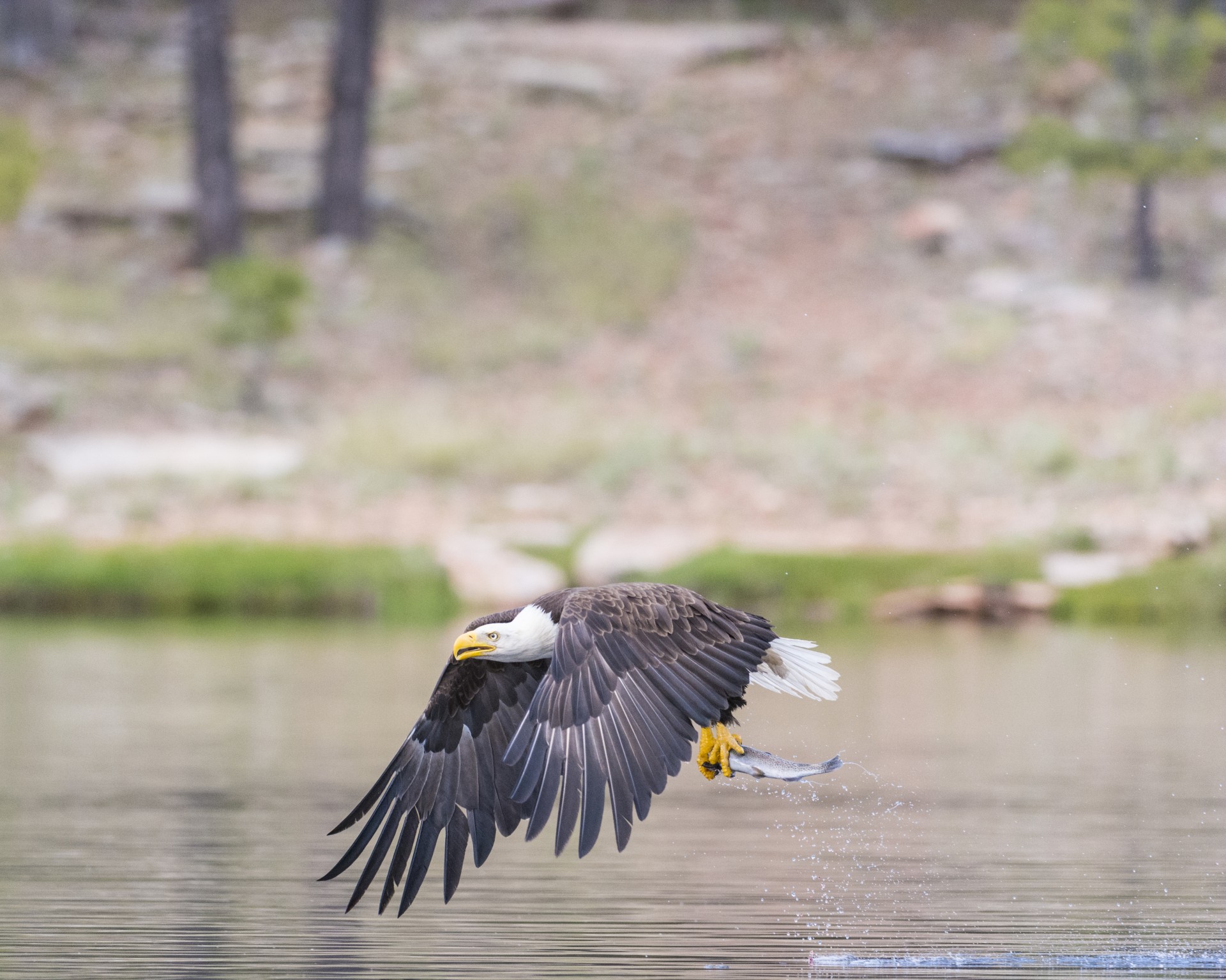 eagle bird animal free photo