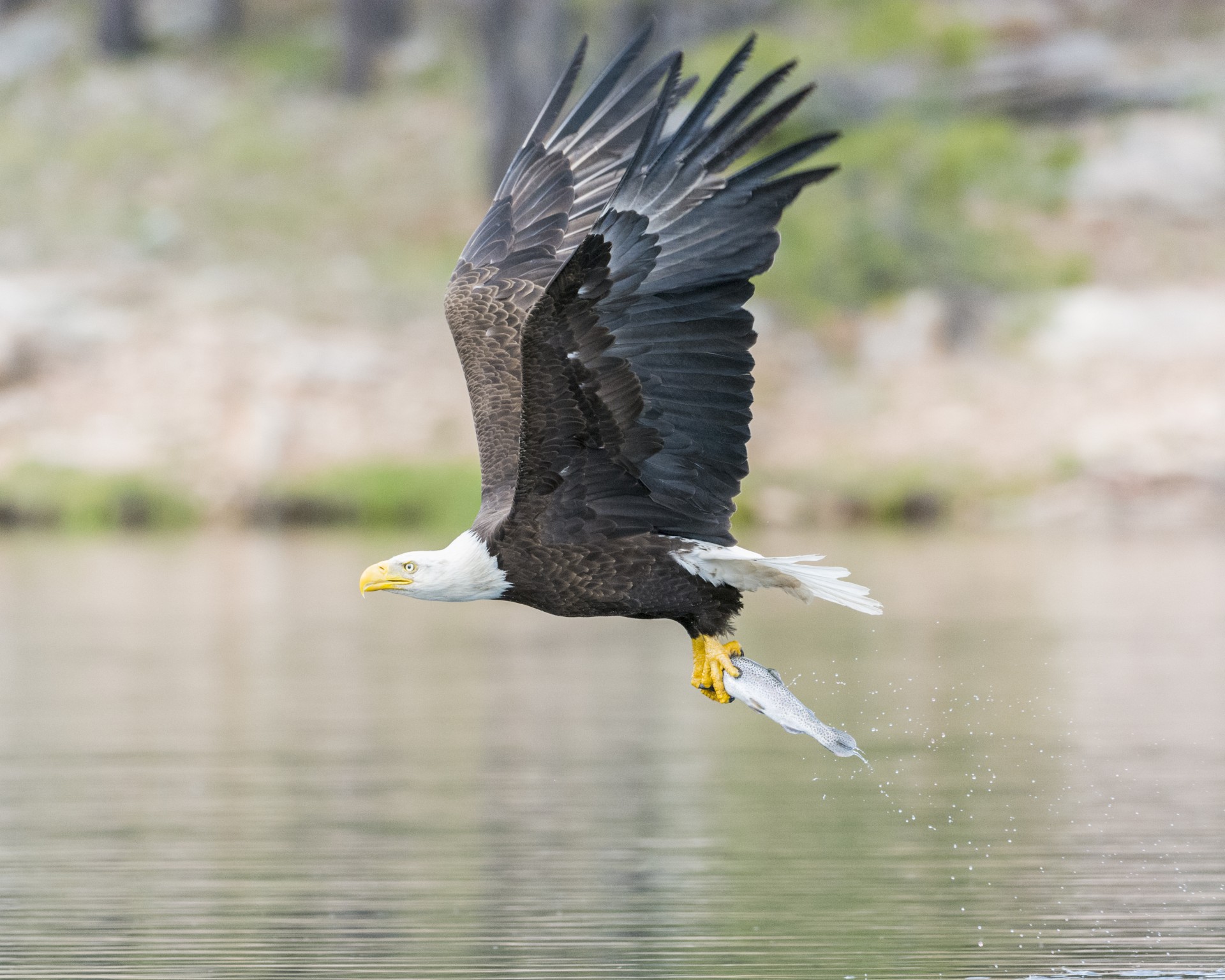 eagle bird animal free photo