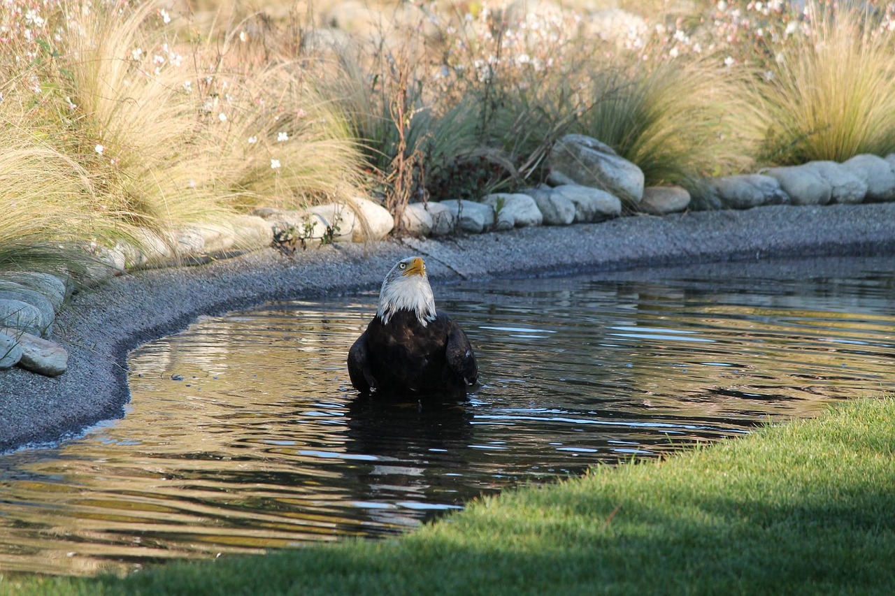 american eagle raptor falconry free photo