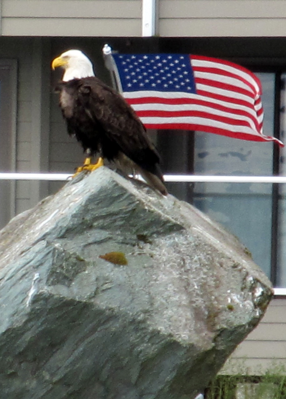 bald eagle american free photo