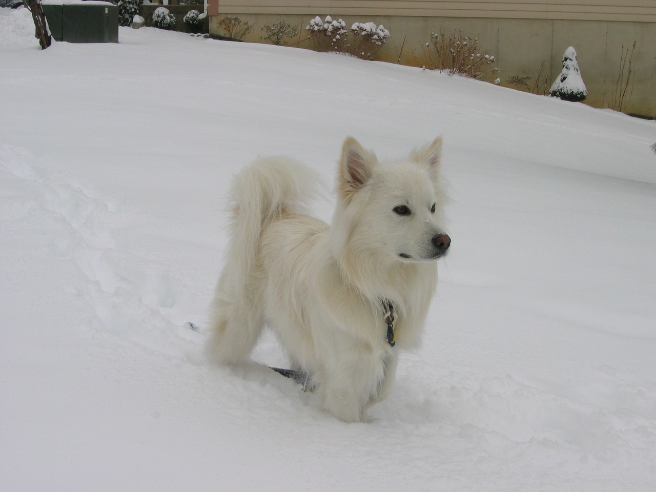american eskimo dog snow canine free photo