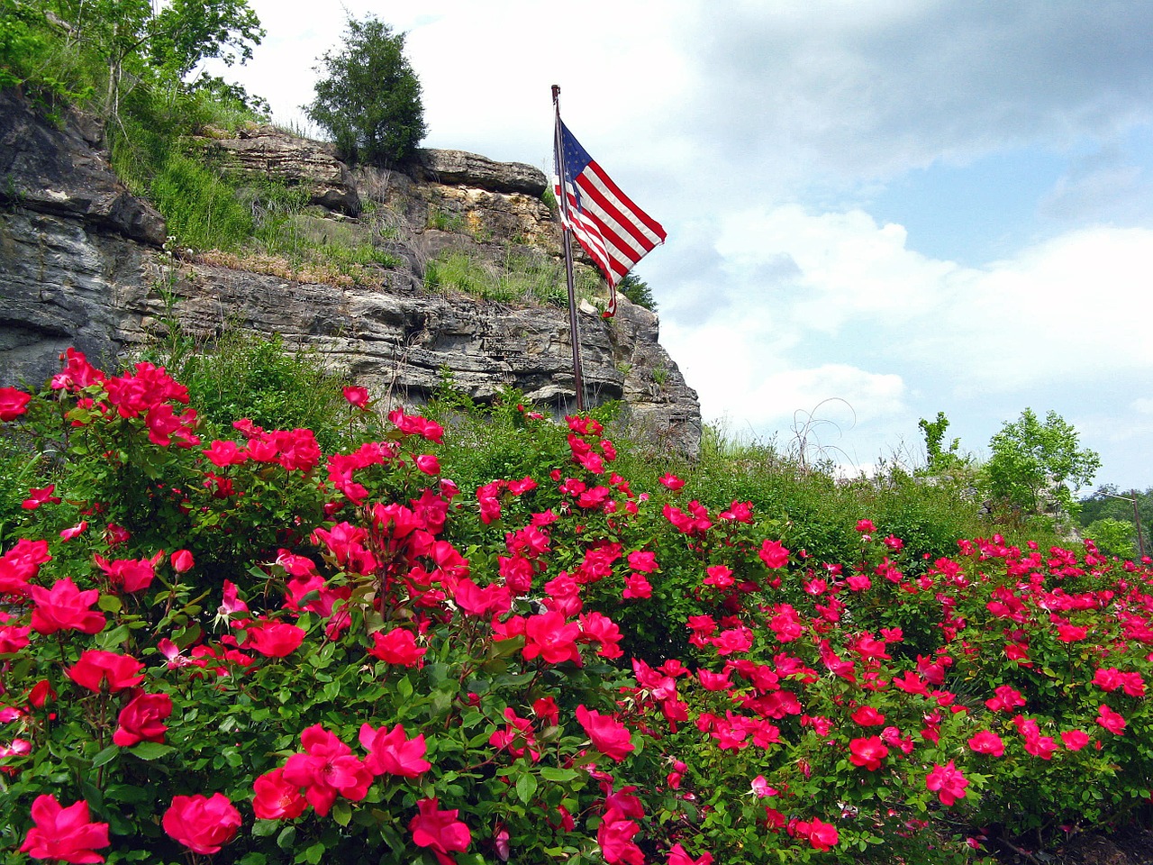 american flag flowers flag free photo