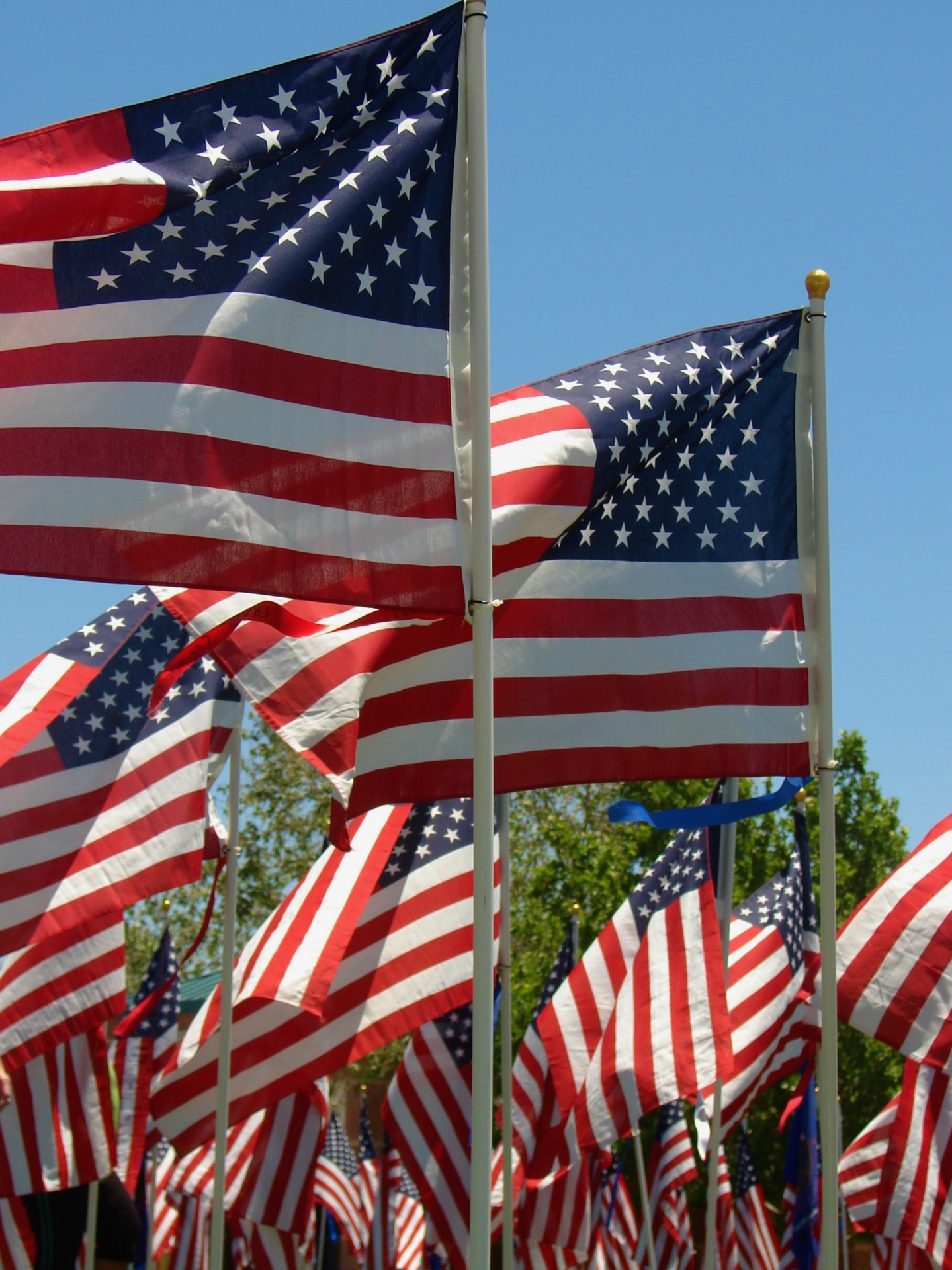 american flags memorial day patriotic free photo