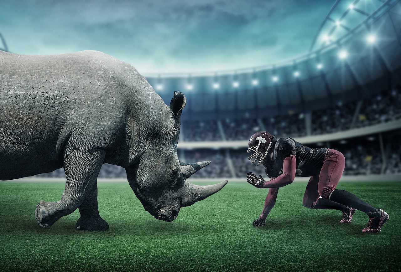 American football,rhino,sports,wild animals,stadium - free image from  