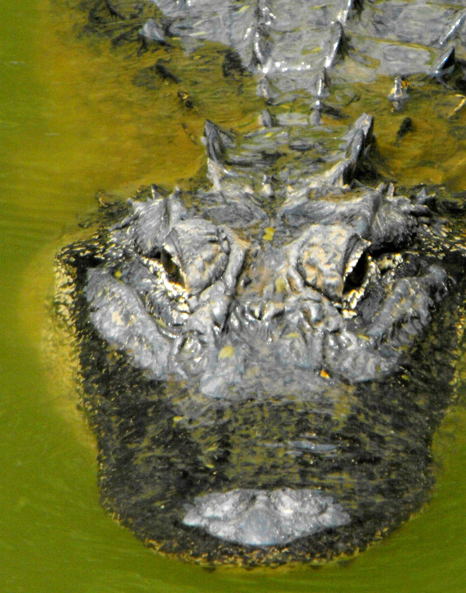 gator wildlife maneater free photo