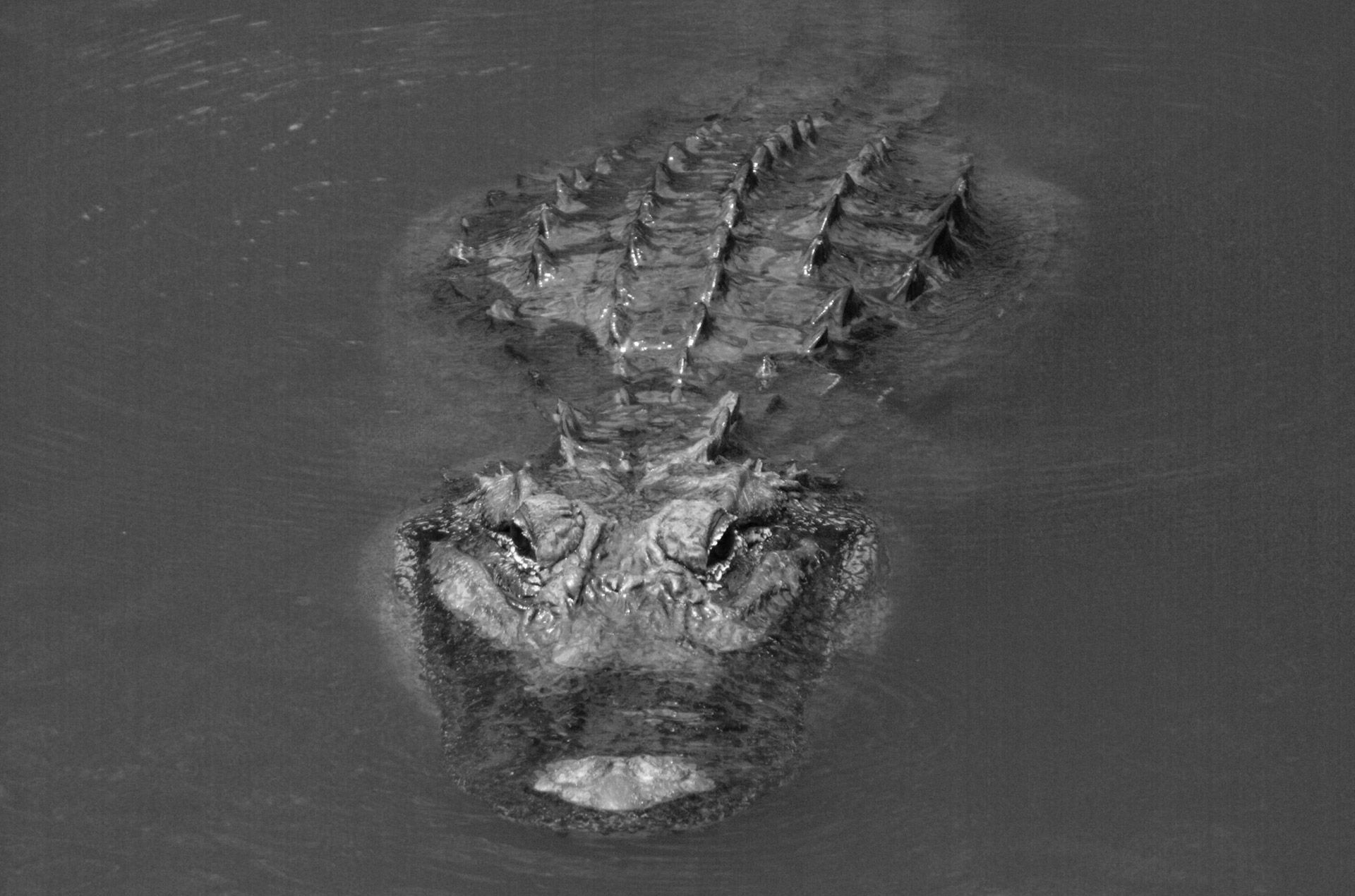 water gator pond free photo