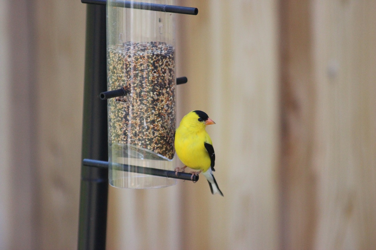 american goldfinch spinus tristis eastern goldfinch free photo