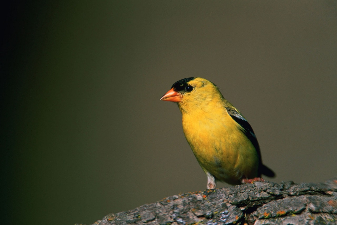 american goldfinch bird wildlife free photo