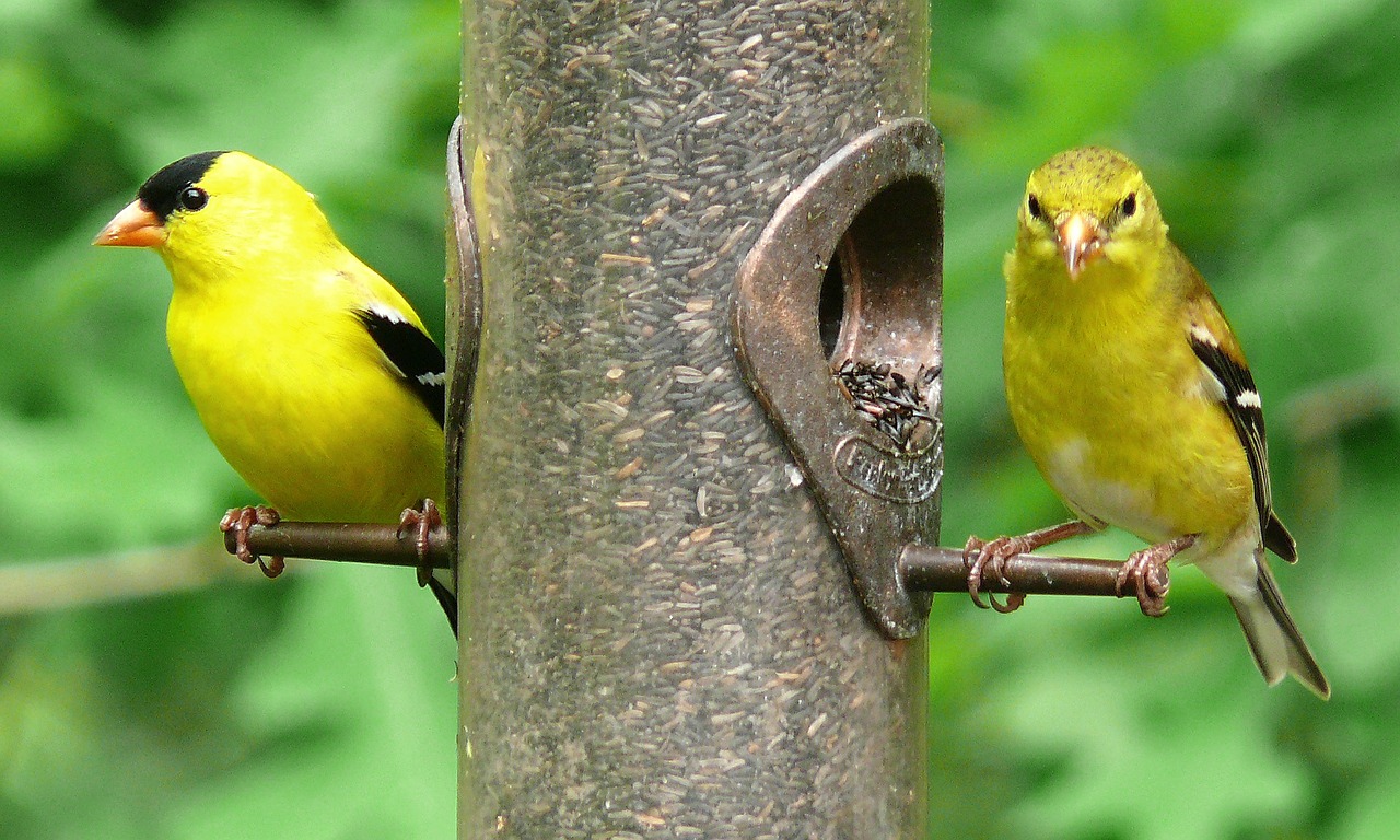 american goldfinches birds feeder free photo