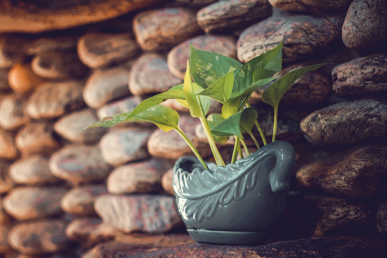 american green tree frog coffee cup free photo