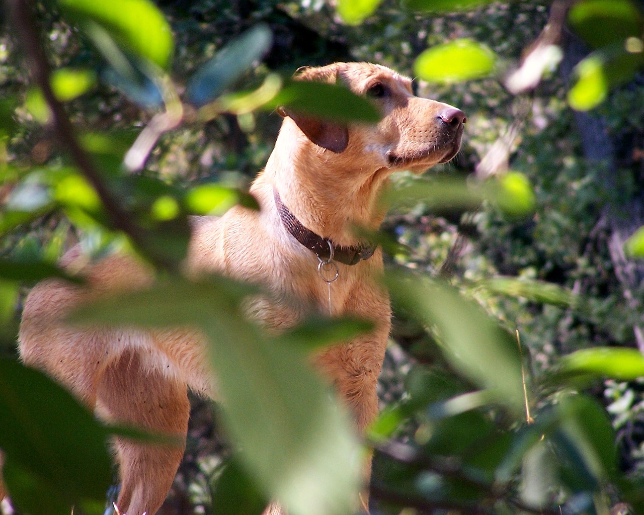 american labrador retriever dog fox red free photo