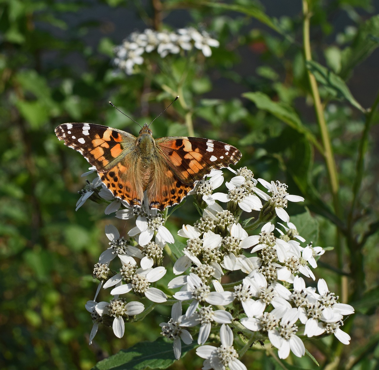american lady butterfly insect pollinator free photo