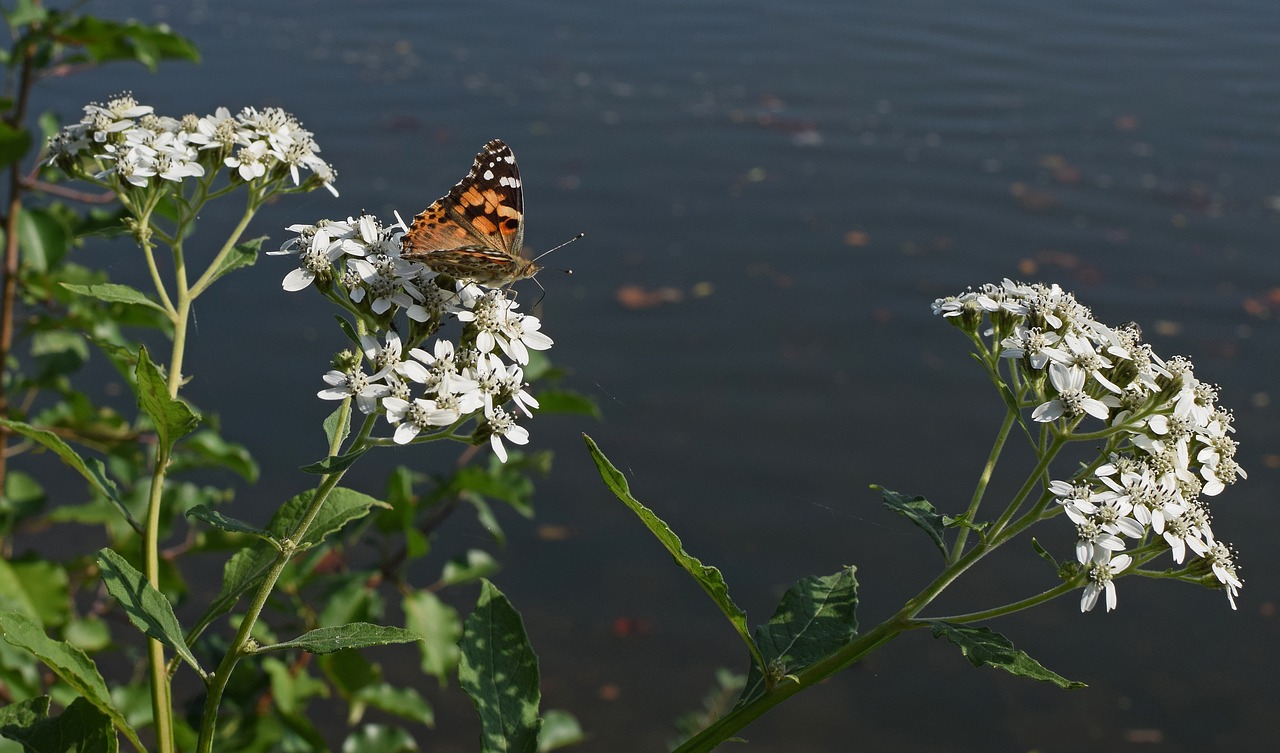 american lady butterfly insect pollinator free photo