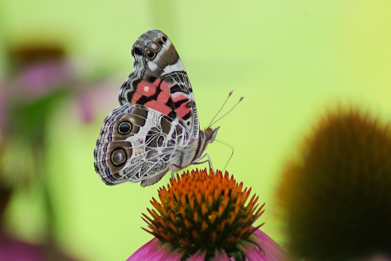 american lady butterfly  purple  american lady free photo