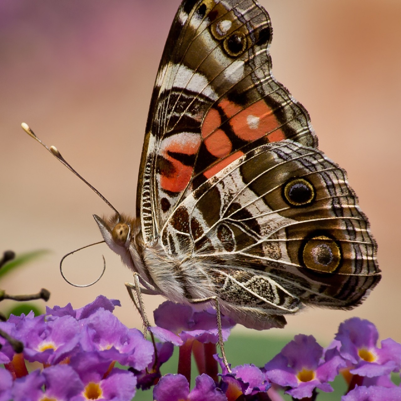 american painted lady butterfly insect macro free photo