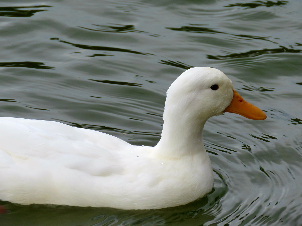 american pekin duck duck white free photo