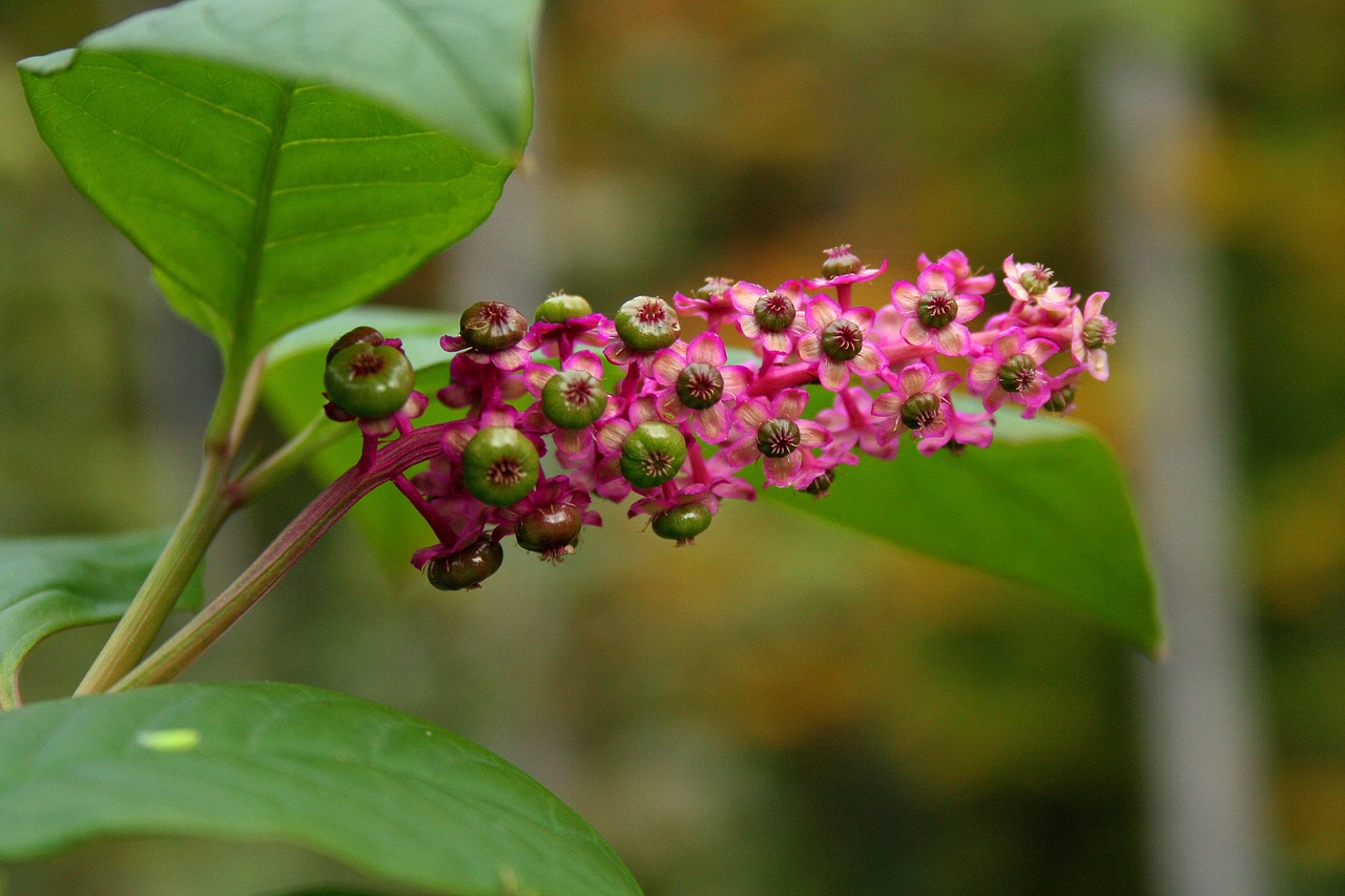 american pokeweed  nature  inflorescence free photo