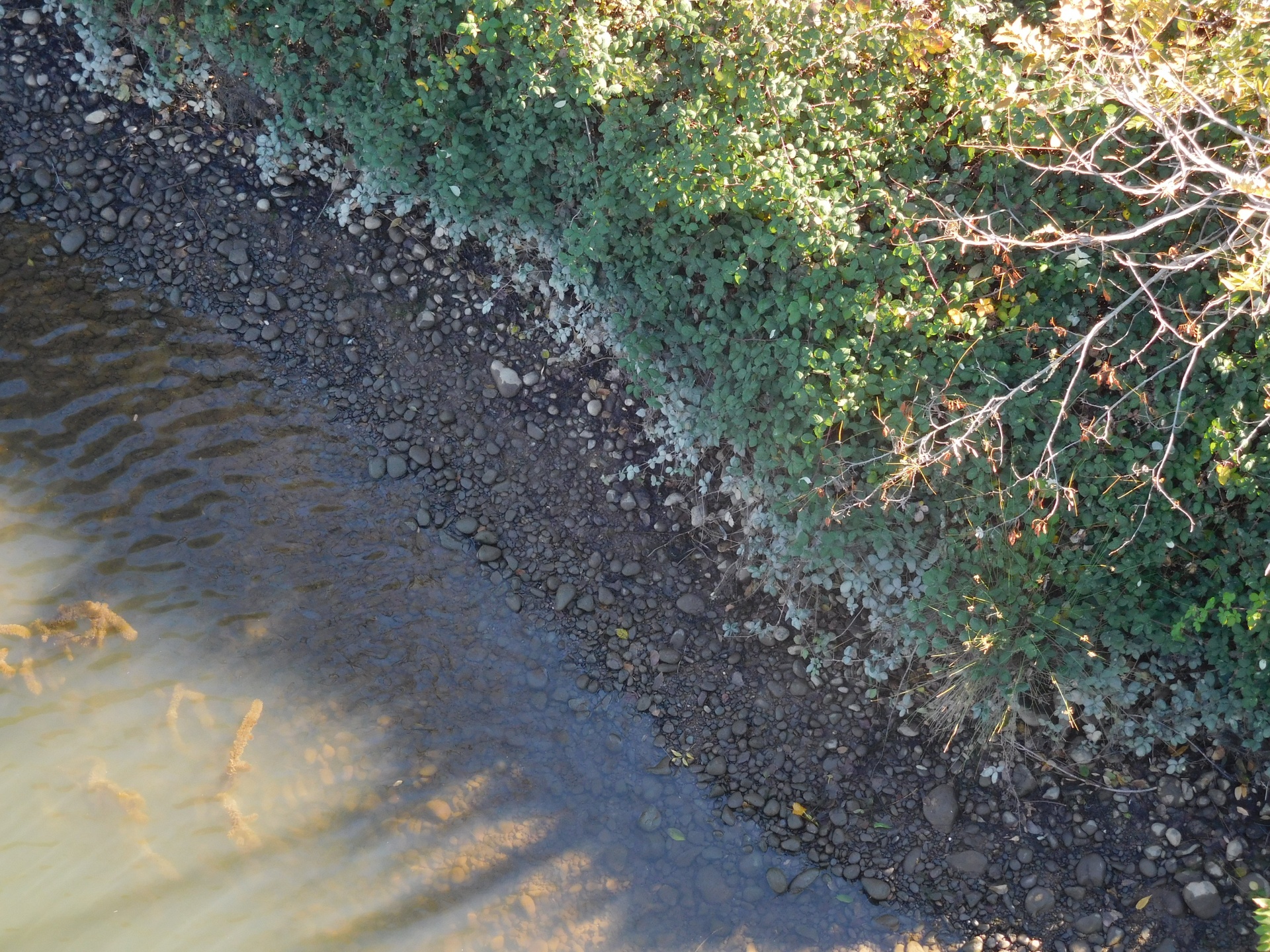 shoreline river rocks free photo