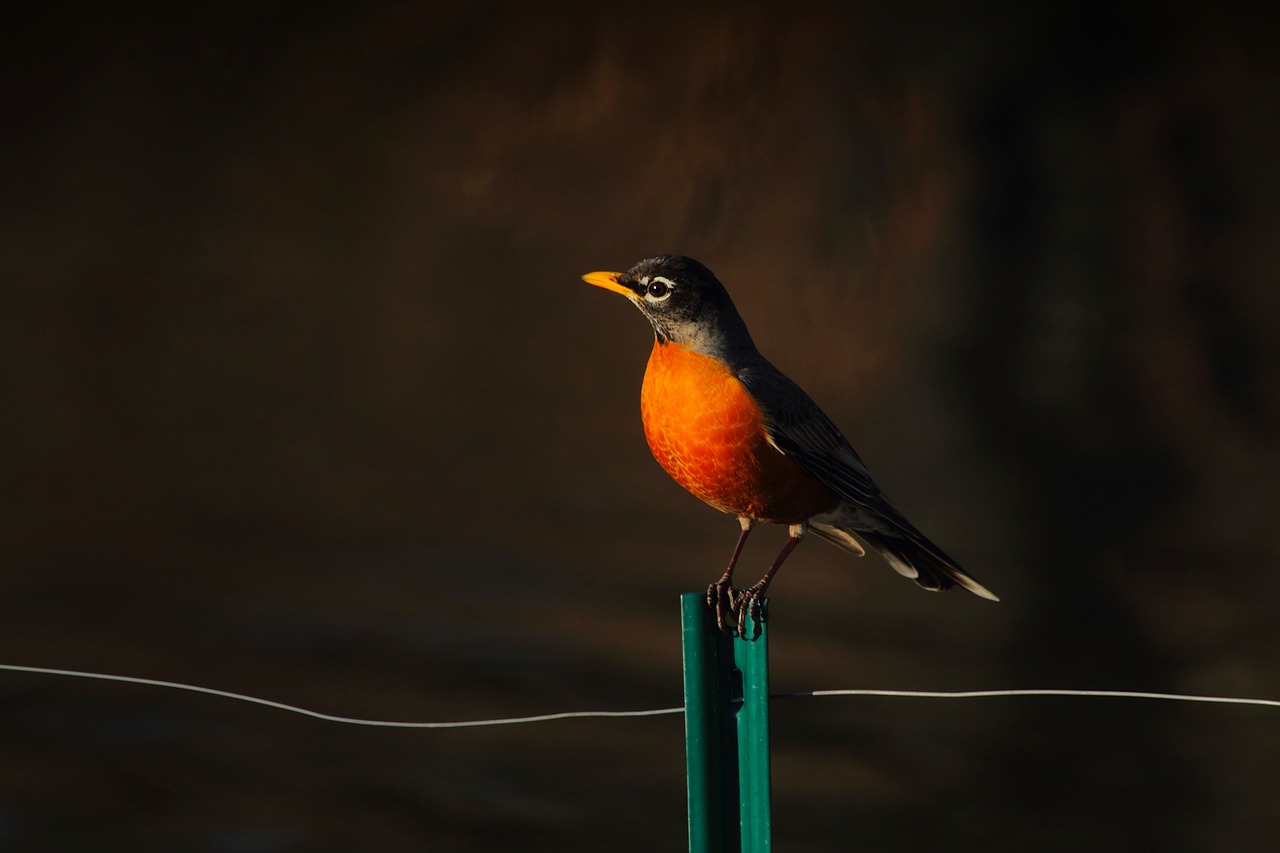 american robin bird wildlife free photo