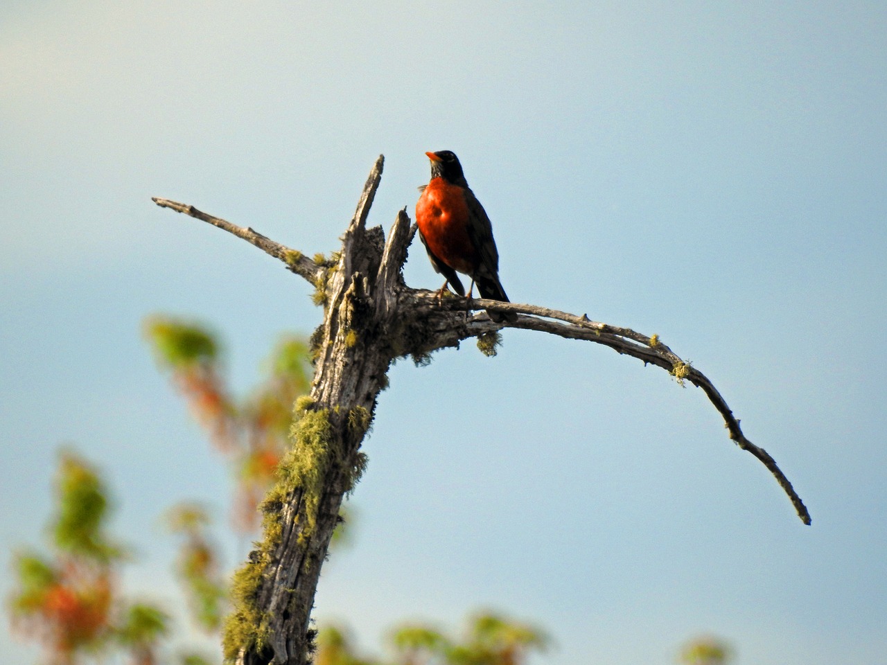 american robin  bird  orange free photo